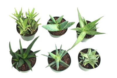 Aloe Assortment